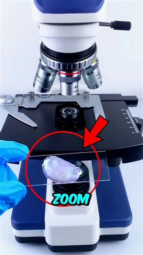 what slime look like under the microscope!