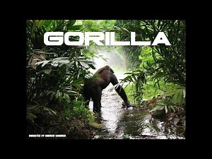 CH5 - Nature Documentary - Call of the Wild: Gorilla (1998)