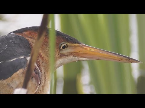 Least Bittern, 5/24/2025 (HD)