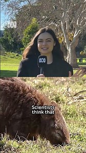 Have you seen an animal with mange before? #Possum #Mange #Opossum #Wombat #STEM