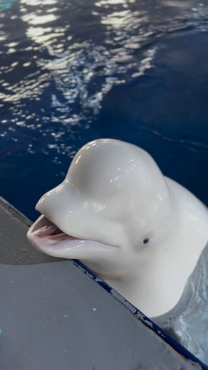 Beluga Whale Sanctuary on Instagram: "Beluga whales have an amazing vocal range - it's so varied, they’ve earned the nickname 'canaries of the sea'. They can make a variety of sounds from their blowhole, like Little White is demonstrating here! Belugas use these sounds to communicate and can also make a variety of sounds underwater as well. #conservation #belugawhales #beluga"