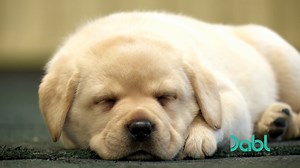 4.8K views · 74 reactions | Meet the friendly labrador retriever. Learn about their physical and personality traits. Sneak peek = they love to be loved! Watch Pick a Puppy on #Dabl for FREE! Visit https://bit.ly/2sGTUwA for where to watch. #LabradorRetriever #LabradorRetrieverPuppy | Iconic TV Moments | Facebook