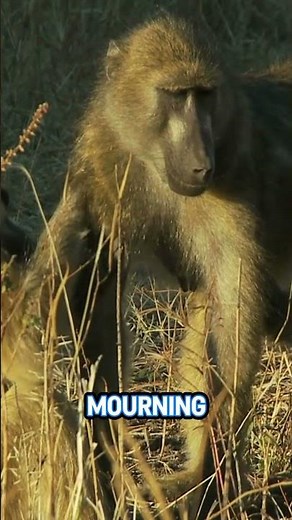 This Monkey Tribe Has a Funeral Ritual 🐒⚰️