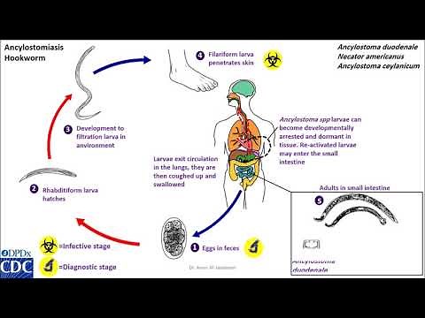 Hookworm life cycle