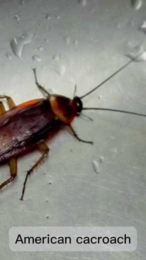 Hindi nakagalaw ang Cacroach🤣#funnyvideos#insects #crawl #fly #Cacroach | Doreen Gauran