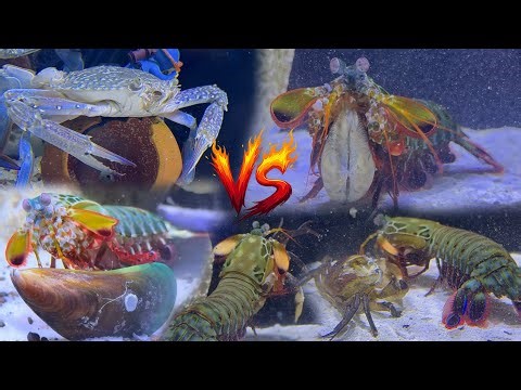Mantis Shrimp’s Epic Underwater Battle: Shrimp, Lobster, Crabs, and More!