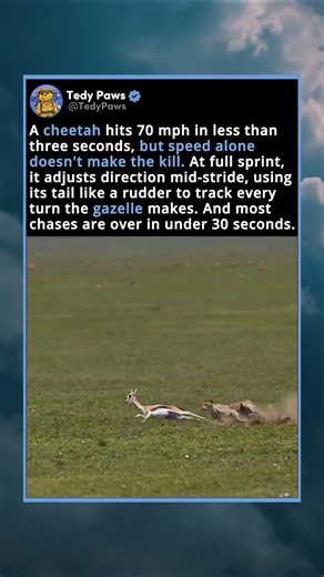 A Cheetah Hits 70 Mph In Less Than Three Seconds, But Speed Alone Doesn't Make The Kill.