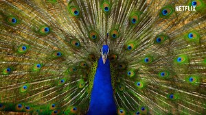 Experience a world that has long been hidden from our eyes. Life in Colour with David Attenborough arrives on Netflix on 22 April. | Netflix