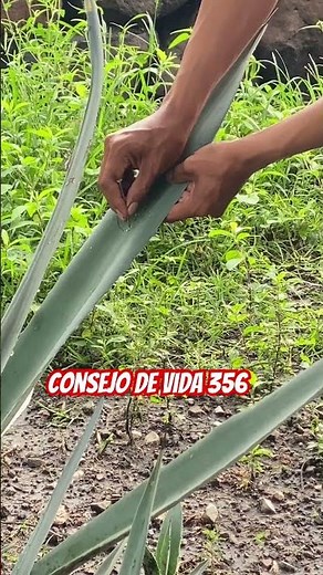Grabé la penca de Maguey tu nombre