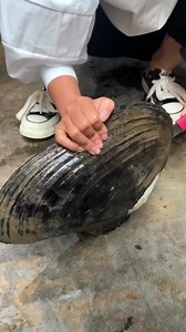 1.2M views · 10K reactions | لقطات مذهلة لغواصين يعثرون على لآلئ ثمينة في أعماق البحر، في مشهد يُجسّد جمال الطبيعة وسحر الاكتشاف.كل لؤلؤة هي كنز بحد ذاتها، مخفية منذ آلاف السنين في قلب المحيط.[pealshunter] | الطبيعة | Facebook