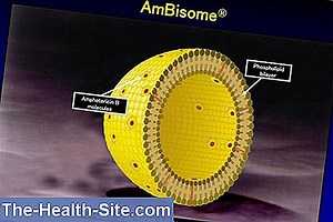 Amphotericin B: ผล, อาการบ่งชี้, ผลข้างเคียง 💊 วิทยาศาสตร์การปฏิบัติวารสารการแพทย์ - 2025