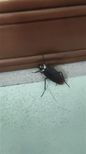 #cockroach_dance #cat #musicgenre #dhadkan2 #dhadkan2 #funny #funny #sidharthmusi