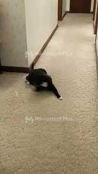 Funny Cat Compilation