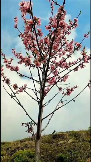Himal buru santali song#santali#nature #mountains #naturelovers