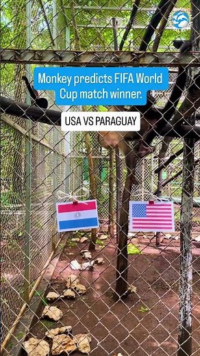 Monkey Predicts USA vs Paraguay Result FIFA World Cup 2026 #worldcup #animals #football #soccer