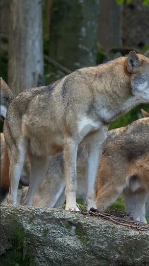 The Alpha Wolf Doesn't Exist. Here's The Truth #Wolf #GrayWolf #WildlifeFacts #Nature #Shorts