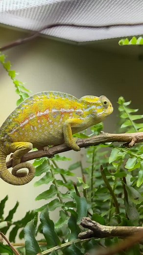 1.3K views · 135 reactions | A beautiful female carpet chameleon. The color diversity of this species is incredible! #carpetchameleon #furcifer #furciferlateralis #chameleon #chameleonsofinstagram #chameleonbreeder #livingart #reptiles #herpetoculture #lizards #rarereptiles #reptilebreeder #reptile | Living Art by Frank Payne | Facebook