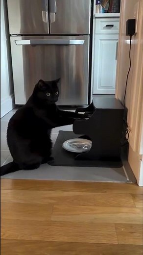 Funny Cats Playing Music Instruments 🎶