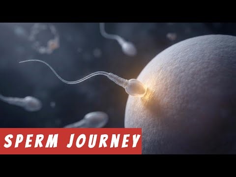 How Sperm Travels Inside the Body♂️🧬🚀 | From Release to Destination🏁