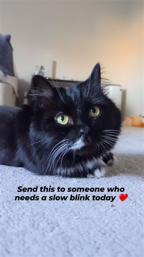 Cats slow blink as a sign of deep trust, contentment, and affection, essentially saying "I love you" or "I feel safe with you," acting like a gentle, non-threatening smile or "kitty kiss" in the feline world. | Batman The Munchkin Cat