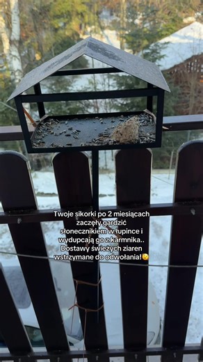 Największe Żarcie z Czerwonymi Orzechami