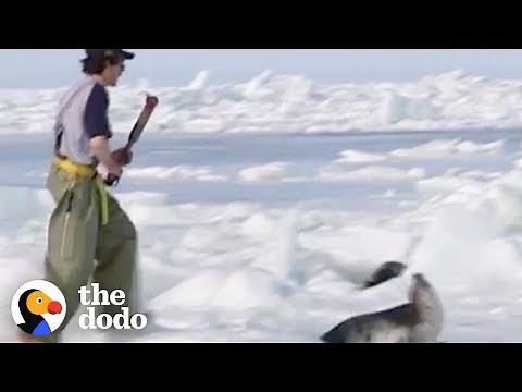 People Are Killing Thousands of Baby Seals to Make Fur Coats | The Dodo