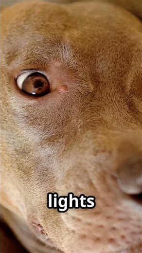 The Devil Dog Secret That Changed WWII Forever