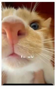 Cats Make Everything Better | Catitude, Cute Jumps & Funny Meows