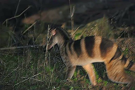 Banded Palm Civet