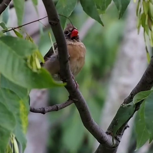 Northern Female Cardinal Chirping Calls - #shorts