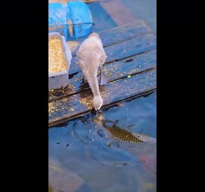 China: Goose Appears to Feed Fish at Guangdong Hotel Lake