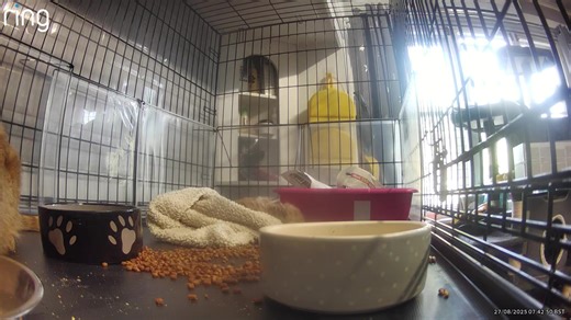 8.5K views · 255 reactions | Well Havana has beaten us this morning, the expensive pen liner I bought was scraped up and the poor kittens are huddled on the tiny scrap of blanket she has left. The pen is carnage, I have to try and find a solution. | The Ginger Cat House Rescue, Refuge and Rehome centre. Surrey UK | Facebook