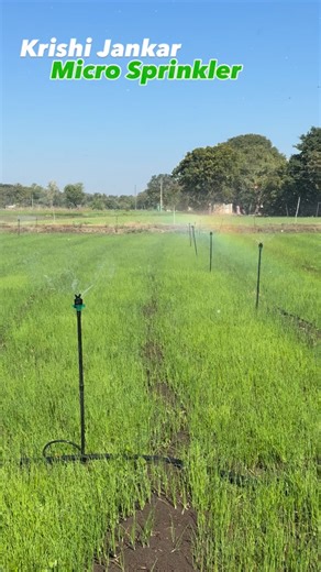 Micro Sprinkler Irrigation #automat #robin #irrigation farming | Kapil Dhakad