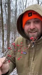 Heavenly bamboo only looks heavenly in a snowy forest. This time of year if a great time to drop a pin on those invasives that stand out in winter! #nativehabitatproject #onxhunt #invasives #nandinia #conservation #plantnative #nativehabitatmanagers | Native Habitat Project