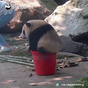 338K views · 10K reactions | Do you think this cutie is pooping? You are wrong. She just sits on the bamboo shoots, and let's hope these bamboos shoots kissed by her butt won’t be shared with other pandas... (Dou Ban) #HiPanda #PandaTime #CCRCGP | iPanda | Facebook