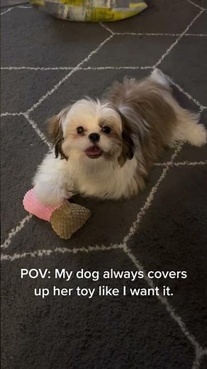 Adorable Shih Tzu Guarding Her Toy | Cute Puppy Playtime