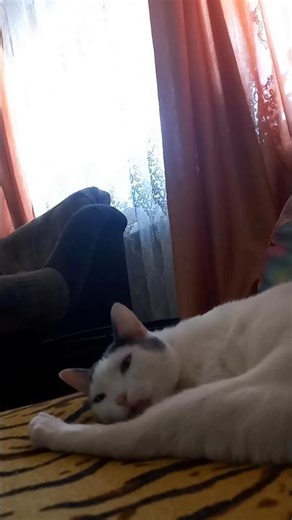 Watch Masik yawn and try not to yawn yourself! 😴😹 Contagious yawning of a cat #Shors