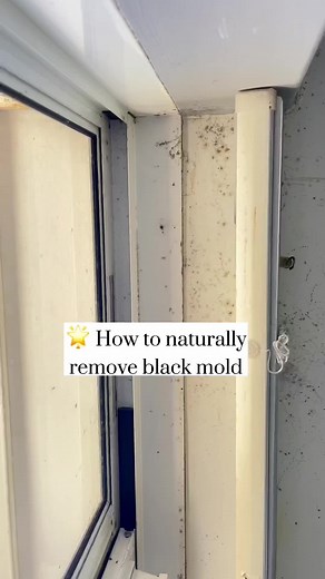 Effective Ways to Naturally Remove Black Mold