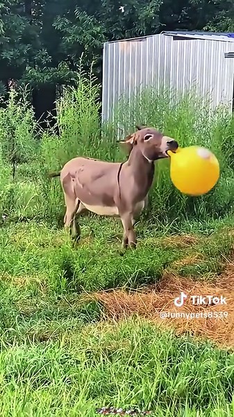 funnypets8539 (@funnypets8539)’s videos with I LOVE YOU - Kevin Rater