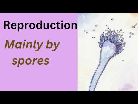 IGCSE Biology: Fungi | Structure, Nutrition & Uses