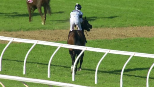 50K views · 336 reactions | Iconic WA races!  It’s a recent one, but already a classic… even if the local hero ran second! The inaugural running of The Quokka in 2023 saw Overpass cling on in a thrilling finish as Amelia’s Jewel stormed home late.  Were you there that day? Tell us your favourite WA race memory and help us choose the next throwback!  Darby Racing Syndications Bjorn Baker Racing | Perth Racing | Facebook