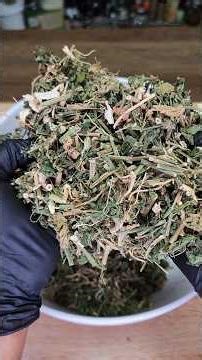 2 Powerful Caribbean Medicinal Herbs Explained | Dog Blood Bush & Damiana Benefits