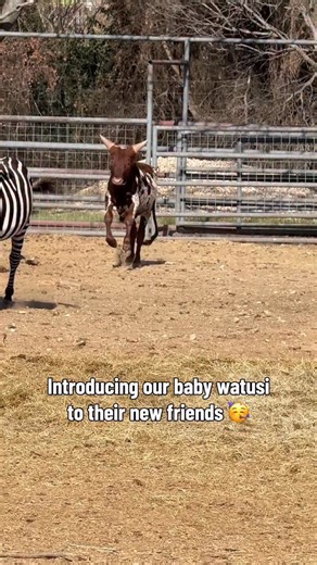 Today we introduced our two baby watusi cattle to the camels and zebras they’ll be growing up alongside and let’s just say…. It went really well! #watusi #cattle #camel | Animal World & Snake Farm Zoo