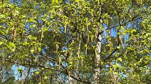 Flowering birch (Betula pendula) tree in Ystad, Scania, Sweden, Scandinavia, Europe Stock Video