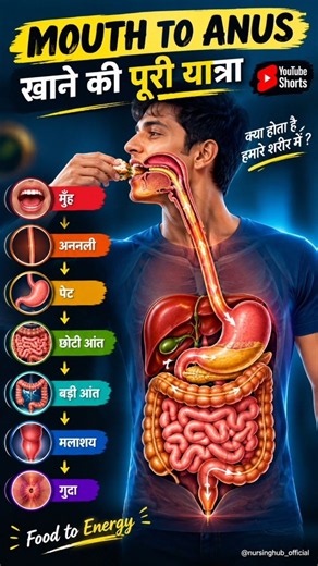 🍽️ From Mouth to Anus — The Complete Journey of Food| #digestion #3d #animation #anatomy #viral #yt