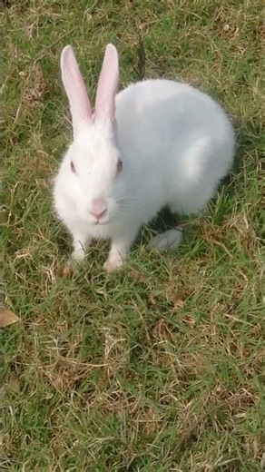 MY PET RABBIT #music