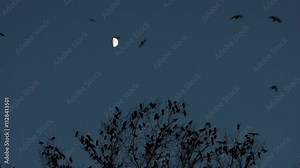 a large group of crows filmed late at night on the branches of a tree