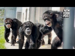 Vanilla the chimp, caged for entire life, sees sky for first time in heartwarming video