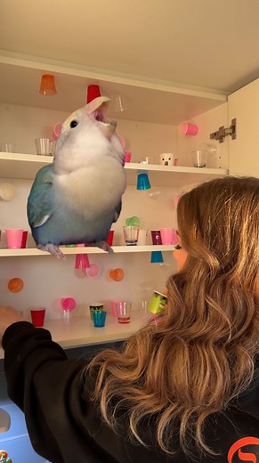 125K views · 12K reactions | Prince had way too much energy.. so we had to make her a rage room #princethebird #birdsofinstagram #funnyanimals #rageroom #cutepets #birdstagram #petstagram | Tamia Overes | Facebook