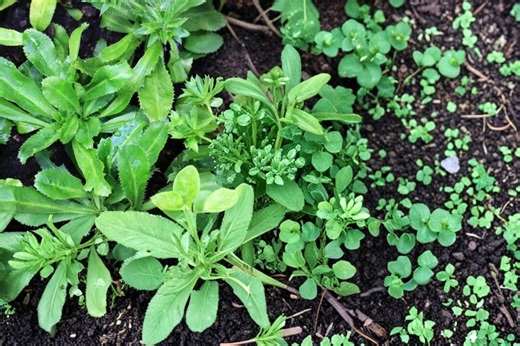 Vietnamese Culantro 100 Seeds – Eryngium Foetidum - Etsy